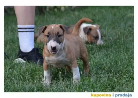 Bull Terrier štenci - 6/6