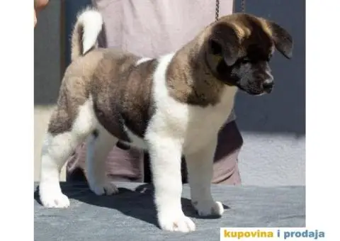 Američka akita štenci - 2/9