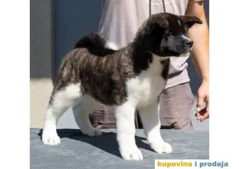 Američka akita štenci - 3/9