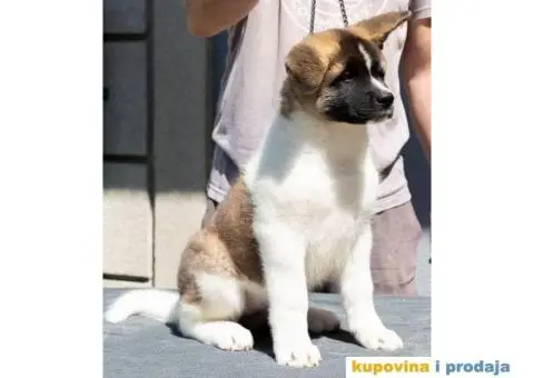 Američka akita štenci - 9/9