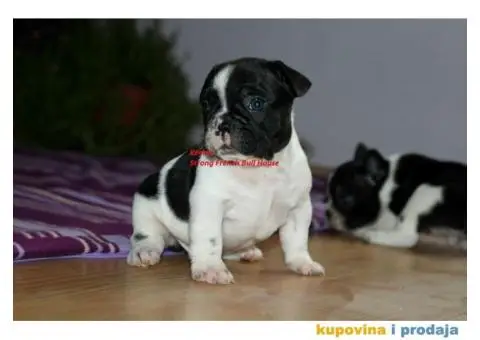 Francuski Buldog - 1/4