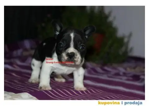 Francuski Buldog - 2/4