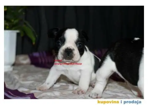 Francuski Buldog - 3/4