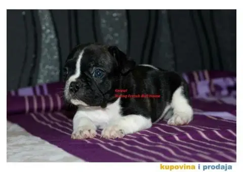 Francuski Buldog - 4/4
