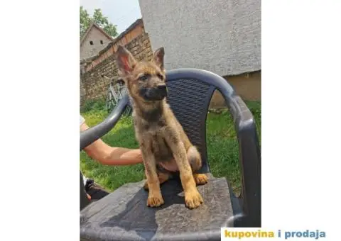 Nemački ovčar štenci - 1/14