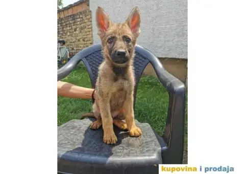 Nemački ovčar štenci - 3/14