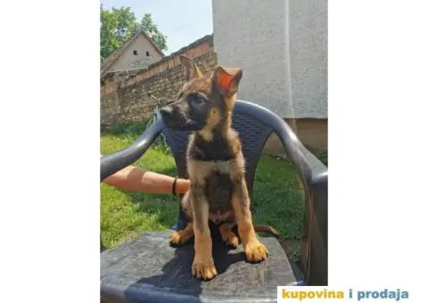 Nemački ovčar štenci - 4/14