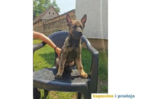 Nemački ovčar štenci - 8/14