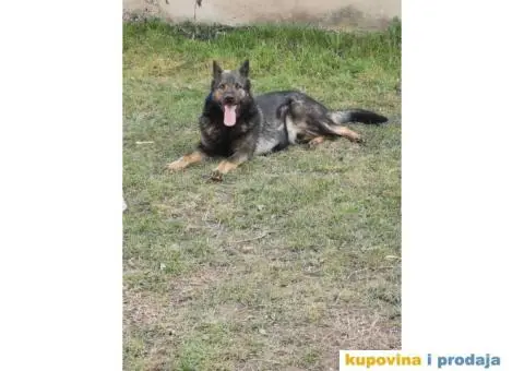 Nemački ovčar štenci - 13/14