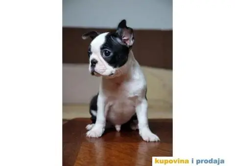 Boston Terijer štenci