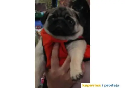 Mops štenci - 10/11