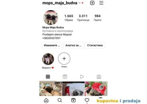 Mops štenci - 11/11