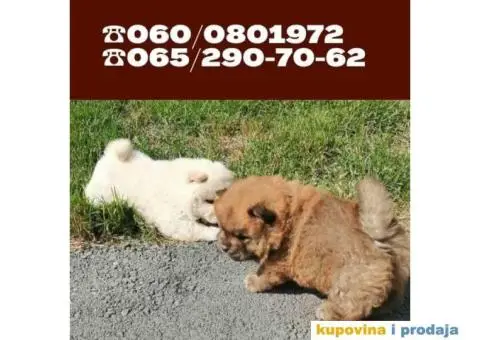 Čau čau štenci vaši omiljeni kućni ljubimci - 1/6