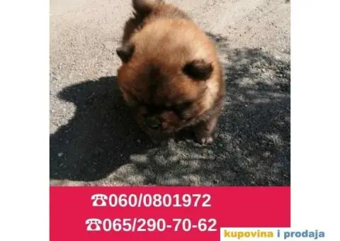 Čau čau štenci vaši omiljeni kućni ljubimci - 2/6