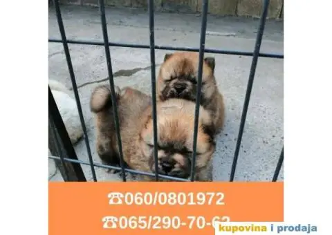 Čau čau štenci vaši omiljeni kućni ljubimci - 3/6