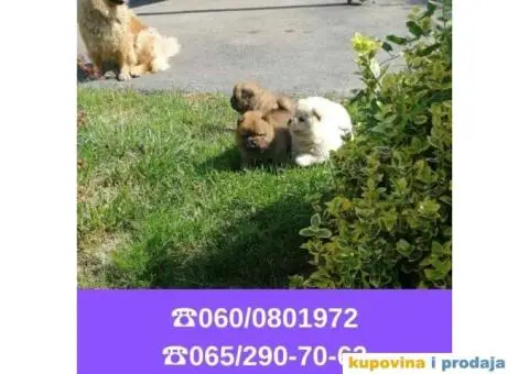 Čau čau štenci vaši omiljeni kućni ljubimci - 4/6