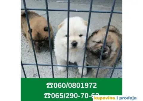 Čau čau štenci vaši omiljeni kućni ljubimci - 5/6