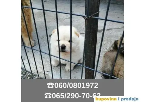 Čau čau štenci vaši omiljeni kućni ljubimci - 6/6