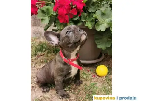 Francuski Buldog - 1/10