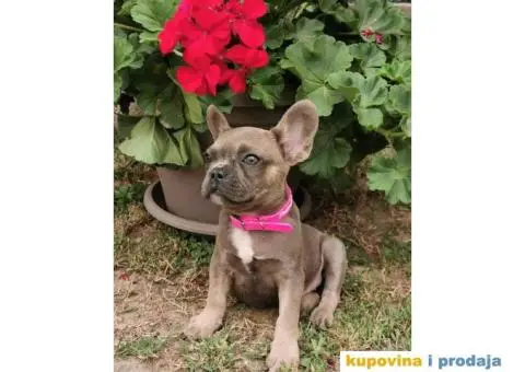 Francuski Buldog - 2/10