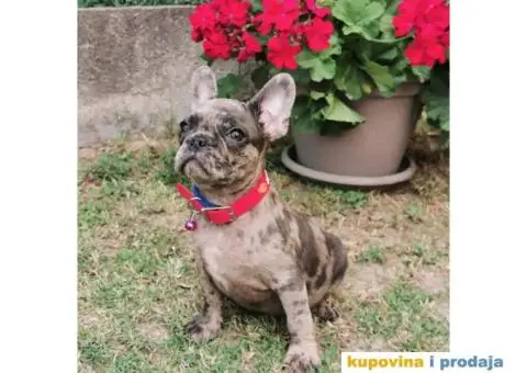 Francuski Buldog - 3/10