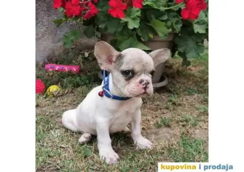Francuski Buldog - 4/10