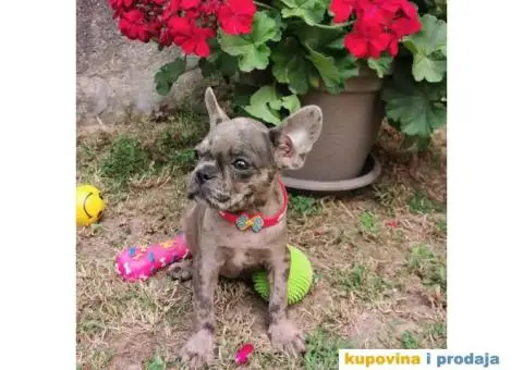 Francuski Buldog - 5/10