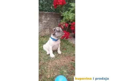 Francuski Buldog - 6/10