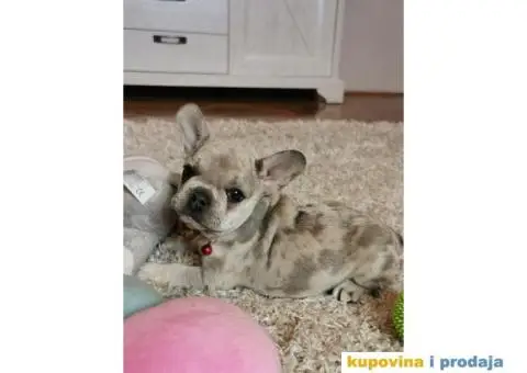 Francuski Buldog - 7/10