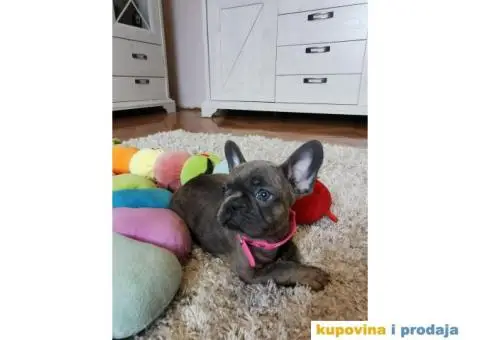 Francuski Buldog - 8/10