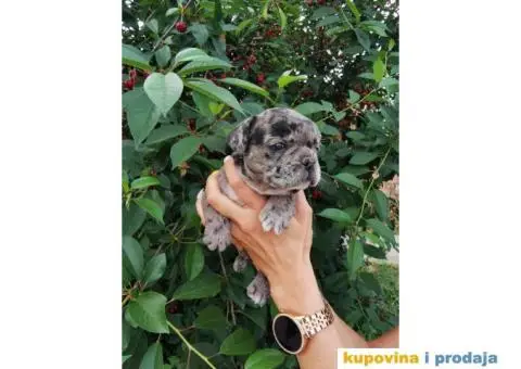 Francuski Buldog - 9/10