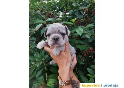 Francuski Buldog - 10/10