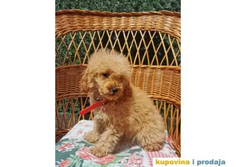 Patuljasta Pudla štenci - 1/10