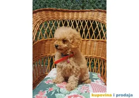 Patuljasta Pudla štenci - 2/10