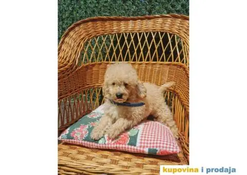 Patuljasta Pudla štenci - 3/10