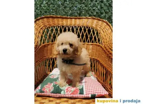 Patuljasta Pudla štenci - 4/10