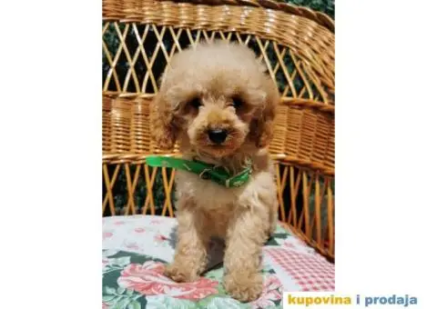 Patuljasta Pudla štenci - 5/10