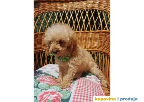 Patuljasta Pudla štenci - 6/10