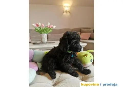 Patuljasta Pudla štenci - 7/10