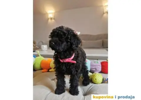 Patuljasta Pudla štenci - 8/10