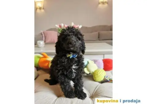 Patuljasta Pudla štenci - 9/10