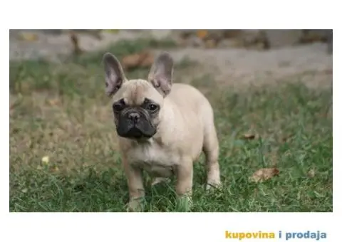 Francuski buldog