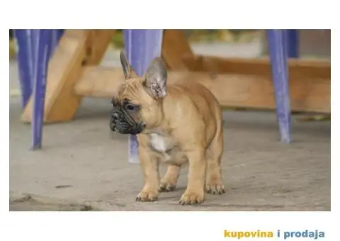Francuski buldog - 2/2