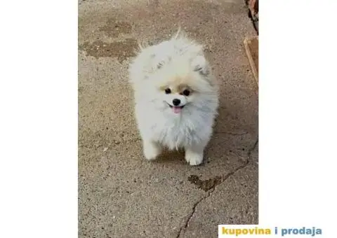 Pomeranac štene - 1/3