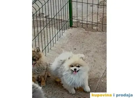 Pomeranac štene - 2/3