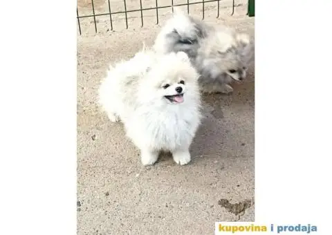 Pomeranac štene - 3/3