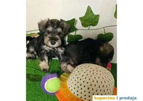 Patuljasti šnaucer - 1/7