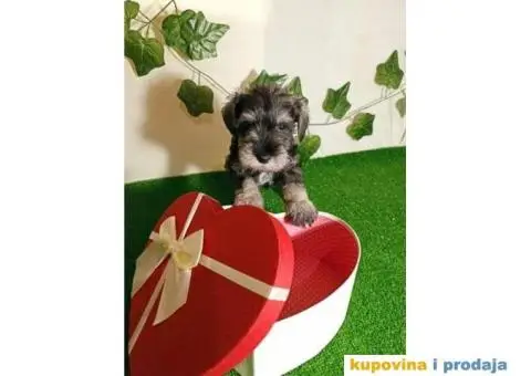 Patuljasti šnaucer - 2/7