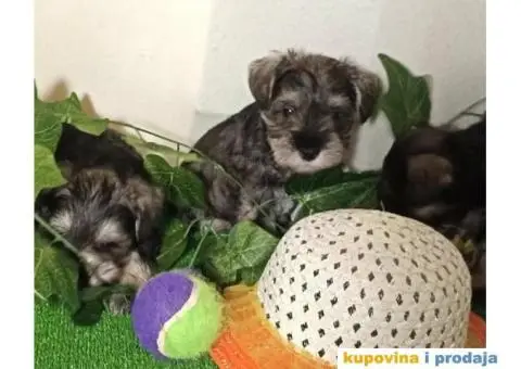 Patuljasti šnaucer - 5/7