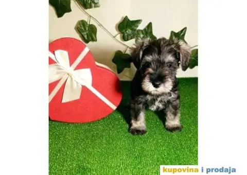 Patuljasti šnaucer - 6/7